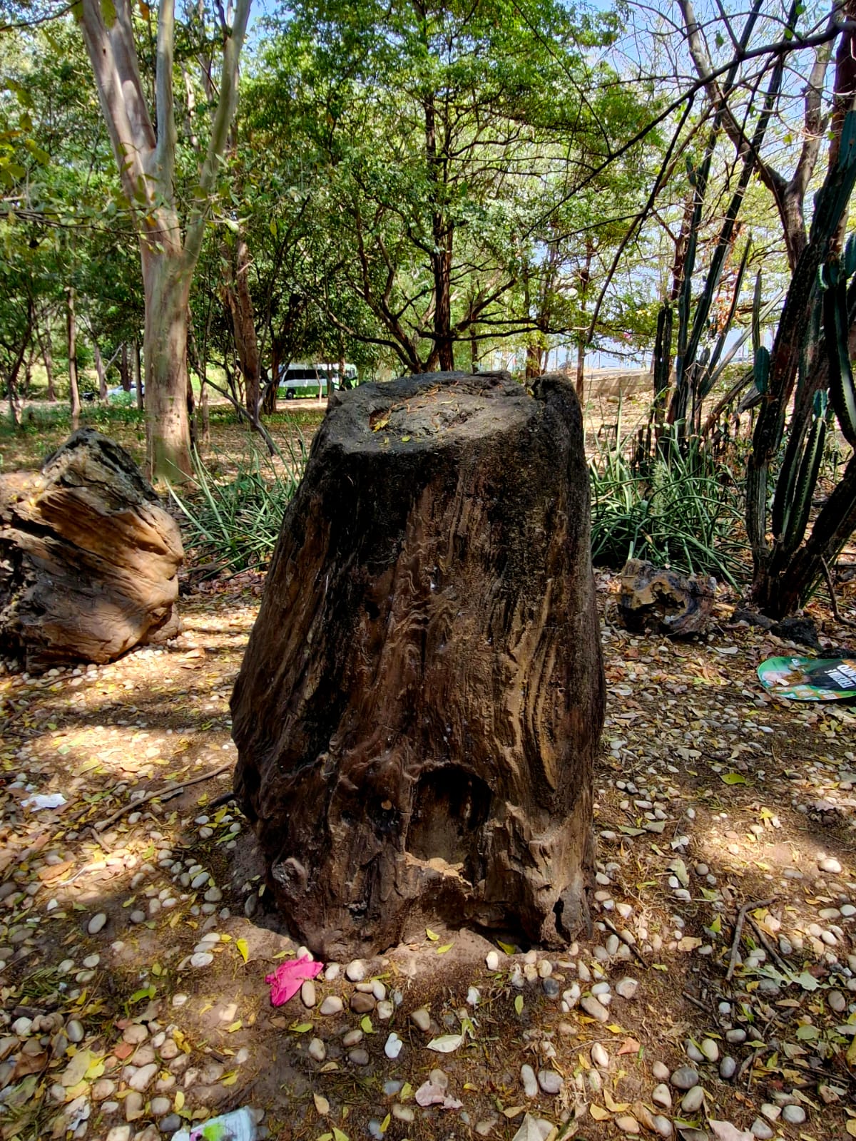 Entrada da Floresta Fóssil